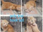 Red fire - Highlander Cat For Sale - Frenchtown&comma; MI&comma; US