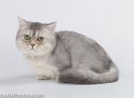 Ermo munchkin blue silver ticked short legs - Munchkin Cat For Sale - TX&comma; US