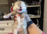 Sparrow seal tortie female - Ragdoll Cat For Sale - Minerva&comma; OH&comma; US