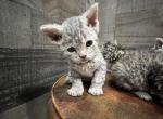 Suki - Devon Rex Cat For Sale - West Branch&comma; MI&comma; US