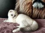 Located in LA blue eyed Sem scottish fold baby boy - Scottish Fold Cat For Sale - TX&comma; US