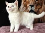 Located in LA odd eyed Chizara scottish straight - Scottish Straight Cat For Sale - TX&comma; US