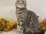 Oscar - Scottish Fold Cat For Sale - North Richland Hills&comma; TX&comma; US