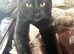 Spider - Bengal Cat For Sale - PA&comma; US