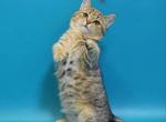 Danna minuet brown tabby girl with short legs - Munchkin Cat For Sale - TX&comma; US