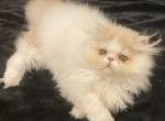 Persian kitty of lola - Persian Cat For Sale - Clewiston&comma; FL&comma; US