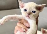 JoJo - Devon Rex Cat For Sale - Rancho Cucamonga&comma; CA&comma; US