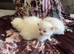 Red - Minuet Cat For Sale - West Branch&comma; MI&comma; US