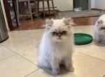 Danny - Himalayan Cat For Sale - Farmington&comma; MI&comma; US