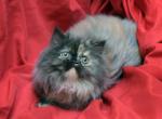 Cute Torte EE by Bianca and Mr Bo Jangles - Persian Cat For Sale - Cedar Rapids&comma; IA&comma; US