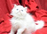 White with blue eyes BB by Bianca x Mr Bo Jangles - Persian Cat For Sale - Cedar Rapids&comma; IA&comma; US