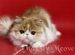 Simboo - Persian Cat For Sale - Yucca Valley&comma; CA&comma; US