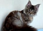 Venice - Maine Coon Cat For Sale - New York&comma; NY&comma; US