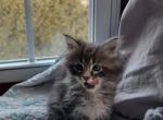 Pavel - Maine Coon Cat For Sale - Montgomery&comma; MA&comma; US