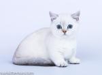 Zibera munchkin chinchilla point with short legs - Munchkin Cat For Sale - TX&comma; US