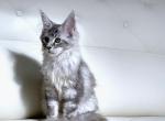 Amelia - Maine Coon Cat For Sale - New York&comma; NY&comma; US
