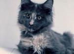 Sophie - Maine Coon Cat For Sale - New York&comma; NY&comma; US