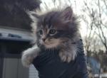 Kuzco - Maine Coon Cat For Sale - Montgomery&comma; MA&comma; US