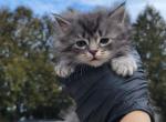 Niko - Maine Coon Cat For Sale - Montgomery&comma; MA&comma; US