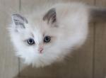 EVERLY - Ragdoll Cat For Sale - Fontana&comma; CA&comma; US