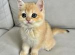 Foxy - Scottish Straight Cat For Sale - Brooklyn&comma; NY&comma; US