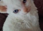 Tiny - Devon Rex Cat For Sale - Stanford&comma; MT&comma; US