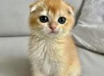 Felix - Scottish Fold Cat For Sale - Brooklyn&comma; NY&comma; US