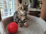 Sophia - Scottish Straight Cat For Sale - Holland&comma; PA&comma; US