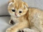 Fibi - Scottish Fold Cat For Sale - Brooklyn&comma; NY&comma; US