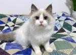 Jane - Ragdoll Cat For Sale - Tuscaloosa&comma; AL&comma; US