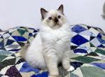 Bender - Ragdoll Cat For Sale - Tuscaloosa&comma; AL&comma; US
