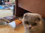 Foldy Jr - Scottish Fold Cat For Sale - Auburn&comma; IN&comma; US