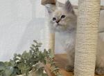 White Collar Boy - Siberian Cat For Sale - Rosenberg&comma; TX&comma; US