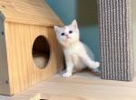 luccy - Munchkin Cat For Sale - Staten Island&comma; NY&comma; US