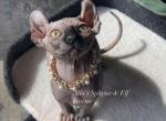 Sphynx Black Tortie female - Sphynx Cat For Sale - Columbus&comma; OH&comma; US