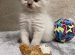 Theo - Ragdoll Cat For Sale - Freeburg&comma; PA&comma; US