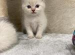 Lily - Ragdoll Cat For Sale - Freeburg&comma; PA&comma; US