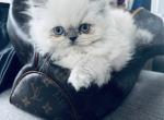 marshmallow - Persian Cat For Sale - Barrington&comma; IL&comma; US