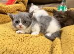 Foldex munchkin - Munchkin Cat For Sale - Omaha&comma; NE&comma; US