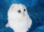Princess Scottish Fold blue eyes - Scottish Fold Cat For Sale - Austin&comma; TX&comma; US