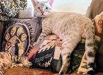 Blue Eyed Snow Lynx Babies - Bengal Cat For Sale - Bronx&comma; NY&comma; US