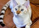 Blue Eyed Snow Lynx Girl - Bengal Cat For Sale - Bronx&comma; NY&comma; US