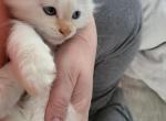 Flamepoint Ragdoll - Ragdoll Cat For Sale - Eau Claire&comma; WI&comma; US