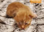 Garfield - Siberian Cat For Sale - Clintwood&comma; VA&comma; US
