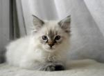 December - Himalayan Cat For Sale - Vestal&comma; NY&comma; US