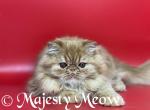 Matisse - Persian Cat For Sale - Yucca Valley&comma; CA&comma; US