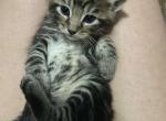 Savannah Maine Coon Hybrids - Savannah Cat For Sale - Finland&comma; MN&comma; US