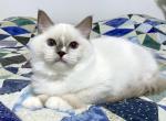 Amy - Ragdoll Cat For Sale - Tuscaloosa&comma; AL&comma; US