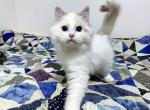 Nibbler - Ragdoll Cat For Sale - Tuscaloosa&comma; AL&comma; US