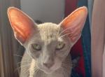 OSH Oriental Shorthair Lilac Blue Female Kitten - Oriental Cat For Sale - NJ&comma; US